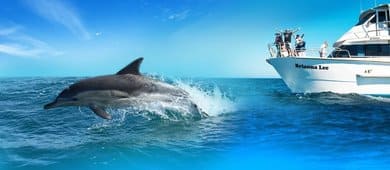 Boat Trips & Charters