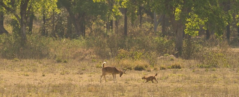 Must know details of Bandhavarh national park