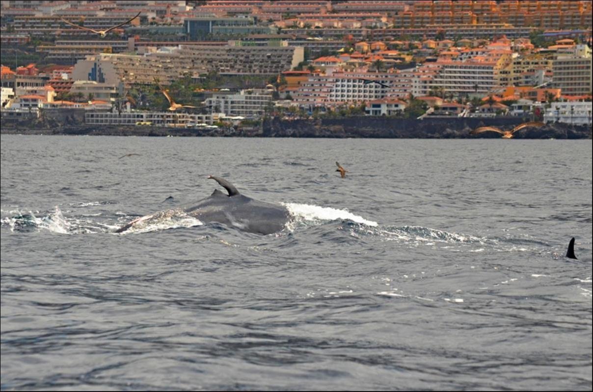 Top-5 Sea Things to Do in Costa Adeje