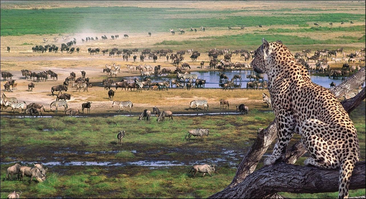 Tanzania Safari Tours Are Easy to Book Now!