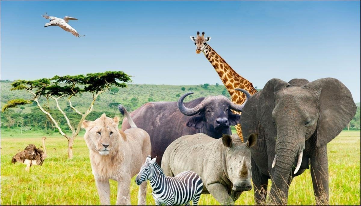 Is an African Safari Safe? Facts You Must Know! | TripsPoint