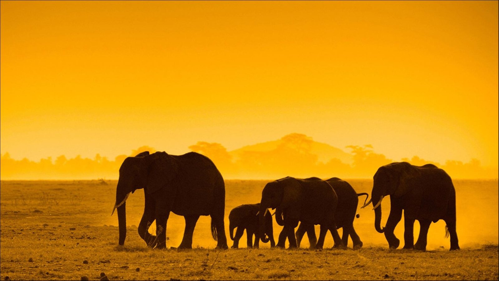 Kenya Safari Ultimate Guide