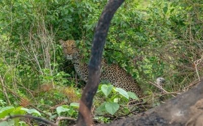 8-Days Uganda Safari Including Gorilla & Chimp Trekking