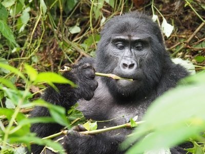 2-Day Bwindi Budget Gorilla Trekking Tour