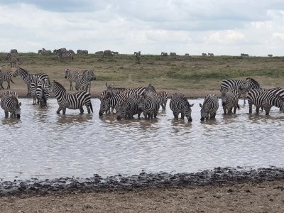8 Days Highlights of Tanzania Safari
