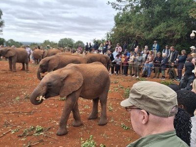 Nairobi National Park and David Sheldrick Wildlife Trust   Tour