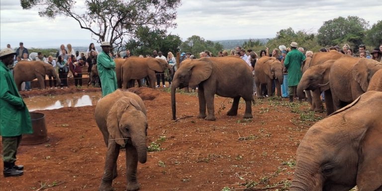 Nairobi National Park and David Sheldrick Wildlife Trust   Tour