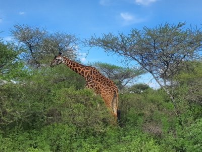 7- Day Africa  Camping Safari