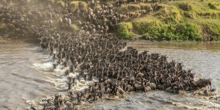 4 -Days The Great Serengeti Wildebeest Migration