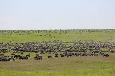 4 -Days The Great Serengeti Wildebeest Migration