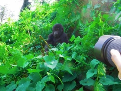 4-Day Gorilla trekking and Queen Elizabeth National Park
