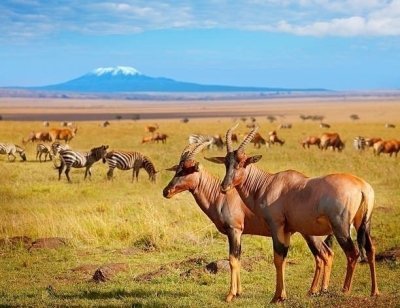 Day Tour to Amboseli National Park