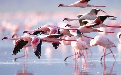 7 Days Kenya Classic Safari