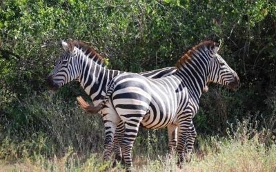 10 Days Ultimate Kenya and Tanzania Safari
