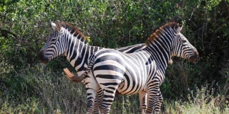The Ultimate Kenya and Tanzania Safari