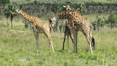 14 DAYS WILDLIFE AND GORILLA SAFARI IN UGANDA