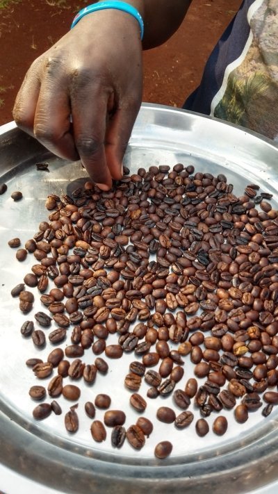 1 day Sipi Falls & Coffee Tour