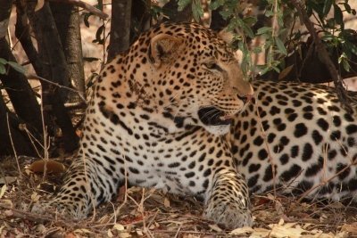 ADVENTURE OF THE SOUTHERN CIRCUIT