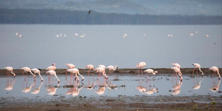 Private Day Tour to Lake Nakuru Park with Optional Boat Ride