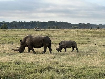 Private Day Tour to Lake Nakuru Park with Optional Boat Ride