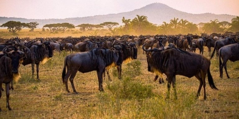 5 Days Wildebeest Migration Tarangire, Serengeti and Ngorongoro Crater
