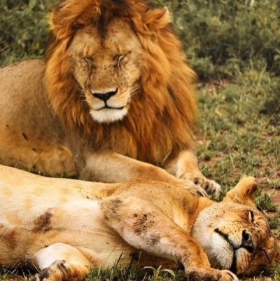 5 Days Wildebeest Migration Tarangire, Serengeti and Ngorongoro Crater