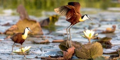 3 Days 2 Nights Chobe Camping Trip from Victoria Falls