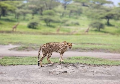 3 Days Wonderful Serengeti and Ngorongoro Crater