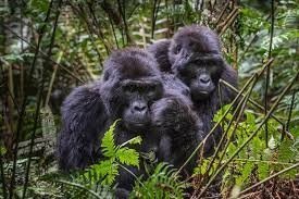 4 Day Gorilla Trekking in Uganda.