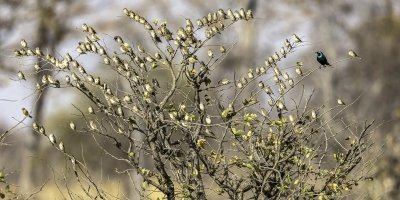 3 Day Fastlane Package in Victoria Falls