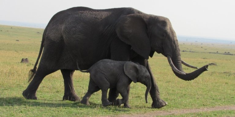 5 Days Tanzania Budget Safari