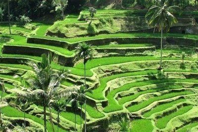 Ubud Tour