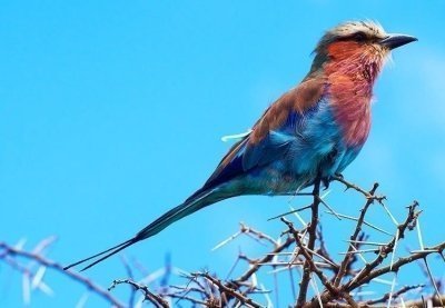 9- Days Tanzania Wildebeest Migration Safari