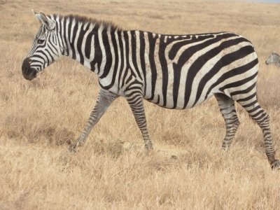 4 Days Shared group Safari