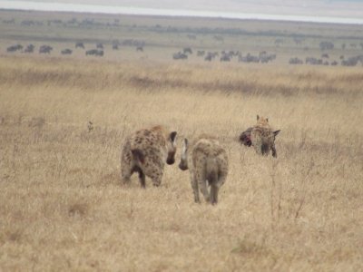 6 Days Northern Tanzania Camping Safari