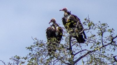 CHOBE DAY TRIP FROM VICTORIA FALLS