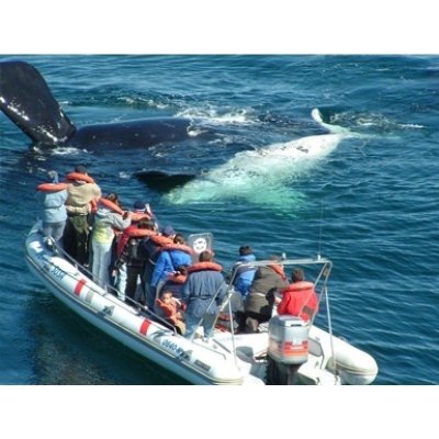 Full Whale Experience