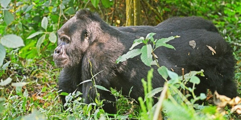 Face-to-Face with Giants: 4 Days of Gorillas & Chimps in Uganda