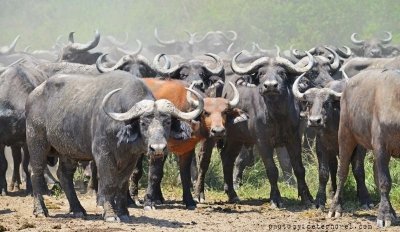 Murchison Falls & Rhino Encounter: A 3-Day Ugandan Adventure