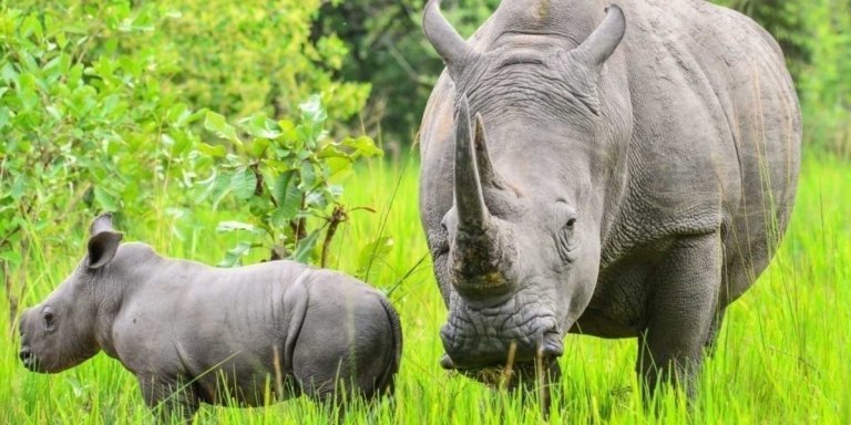 Murchison Falls & Rhino Encounter: A 3-Day Ugandan Adventure