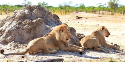 4-Day Luxury Hwange NP Safari from Victoria Falls