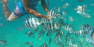 Snorkeling at Mnemba Island and BBQ Lunch
