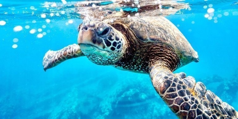 Uganda to Zanzibar: Wildlife & Beach Escape