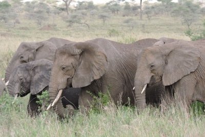 A Day Trip to Tarangire National Park Tanzania