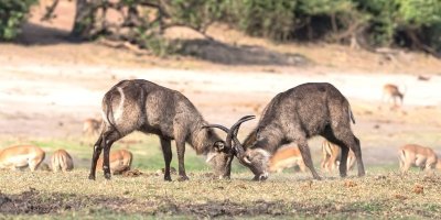 4-Day Victoria Falls Adventure