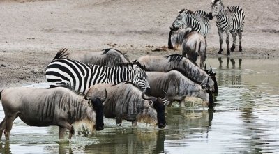 4 -Day Serengeti Highlight Safari