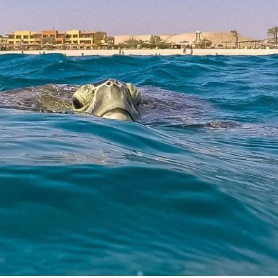 Marsa Mubarak Turtles band manatees