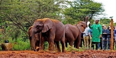 DAY TOUR TO DAVID SHELDRICK ELEPHANT ORPHANAGE TRUST AND GIRAFFE CENTE