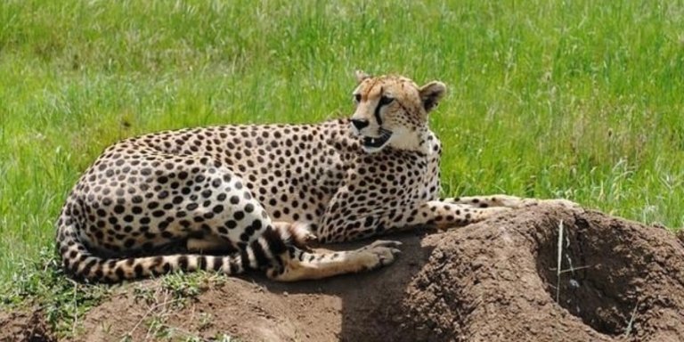 10 DAYS TANZANIA SAFARI & CULTURAL ACTIVITIES