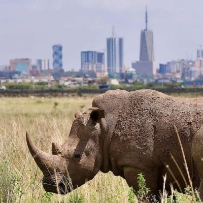 HALF DAY MORNING/AFTERNOON GAME DRIVE NAIROBI NATIONAL PARK